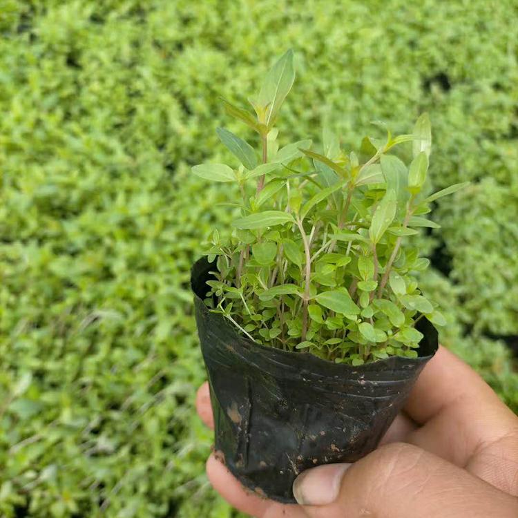 绿化用千屈菜 经销商报价 山东千屈菜供应