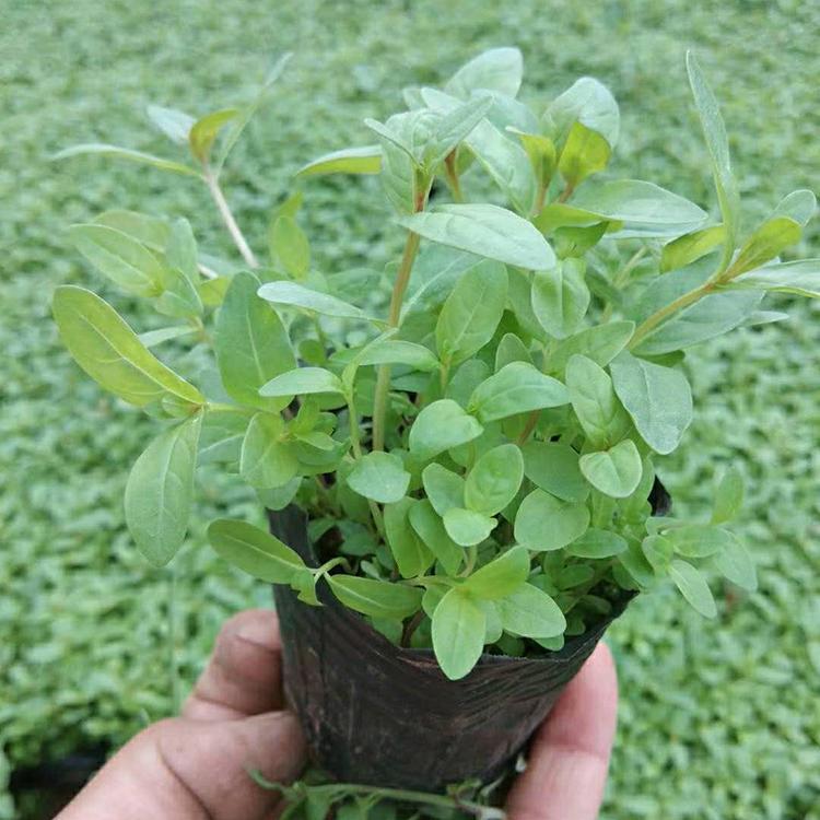 欢迎订购 千屈菜小苗 千屈菜价格