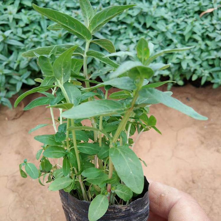 千屈菜供应 山东千屈菜苗