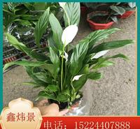 青州白掌价格 鑫炜景白掌种植基地