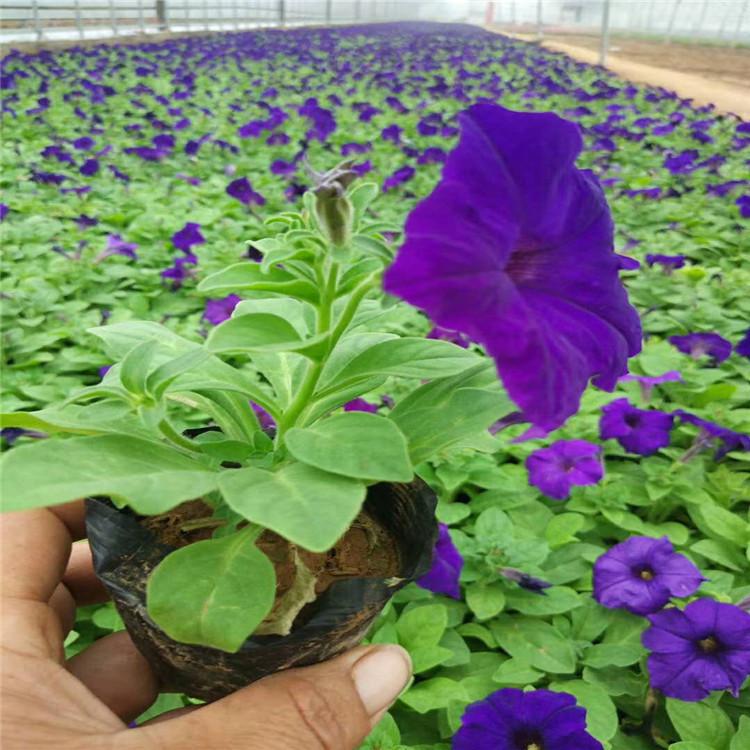 精品牵牛花种植基地  牵牛花小苗价格 牵牛花大量出售