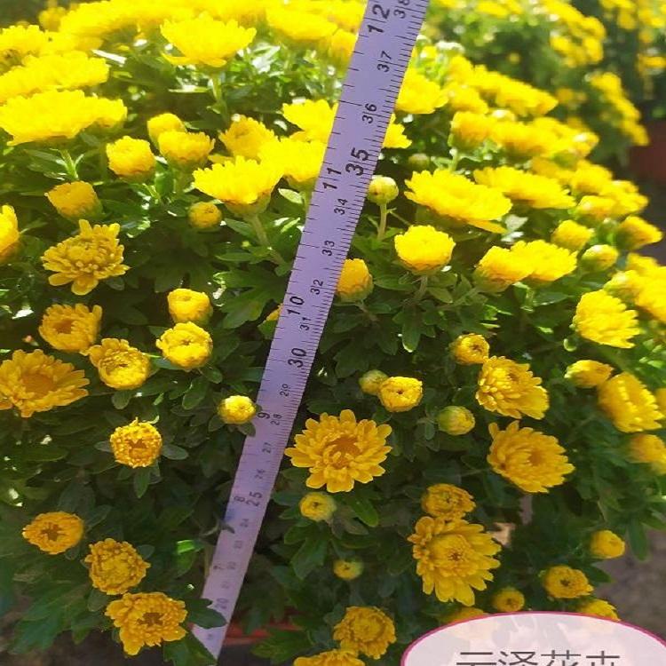 国庆菊盆栽  国庆菊价格  基地直销