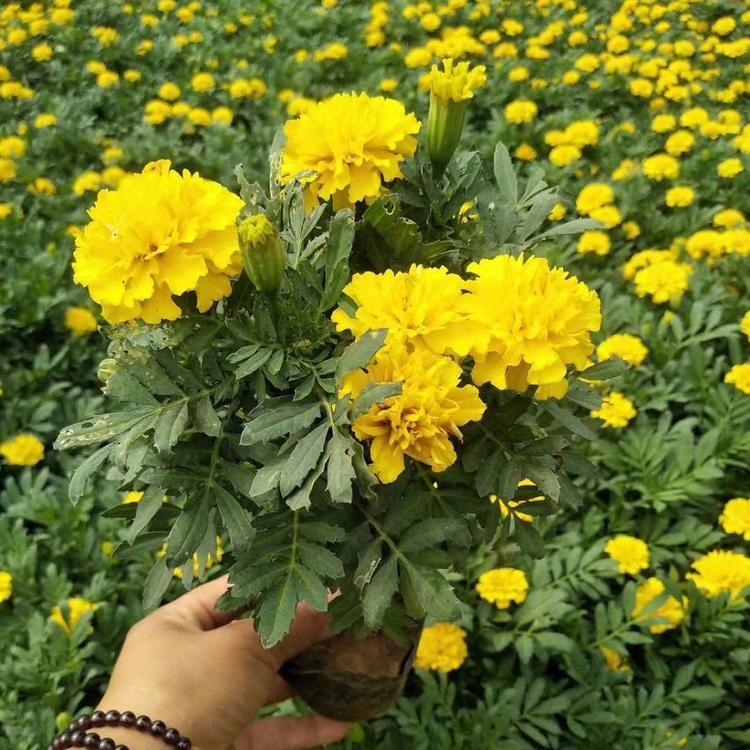 庭园栽培草花   孔雀草基地   孔雀草批发价格