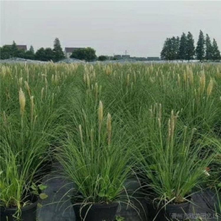 多年生草本矮蒲苇批发  矮蒲苇批发价格  营养钵矮蒲苇价格优惠