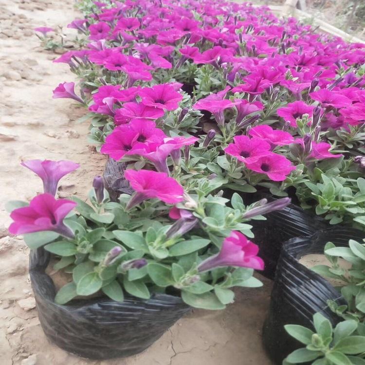 时令花卉垂钓牵牛  五彩牵牛花  垂钓牵牛种植基地