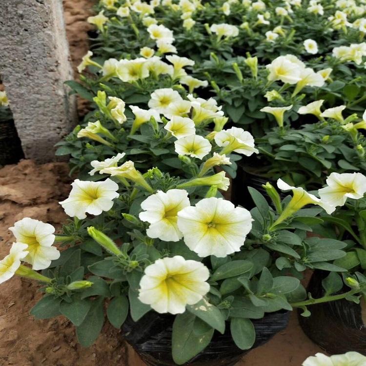 时令花卉垂钓牵牛  垂钓牵牛盆栽  垂钓牵牛种植基地