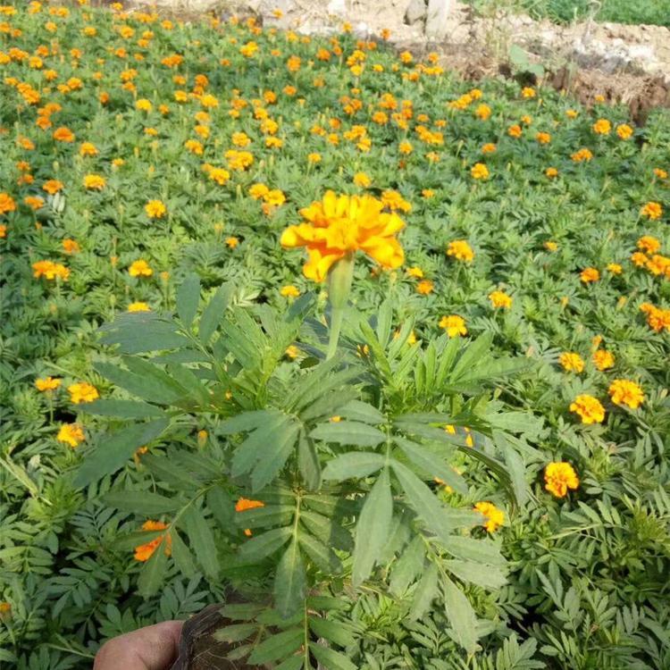 孔雀草大量供应  孔雀草批发  批发优惠