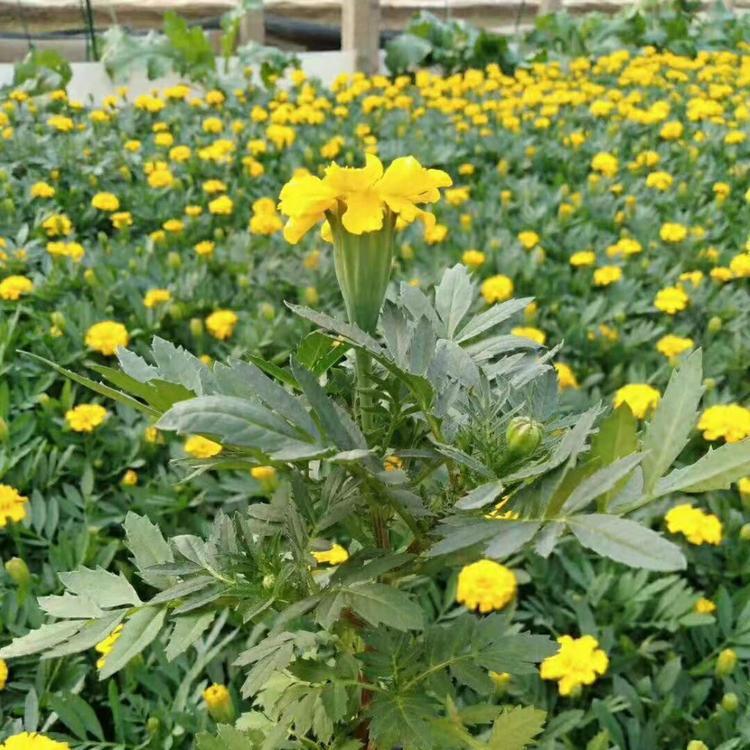 山东孔雀草批发商  青州孔雀草  量大优惠