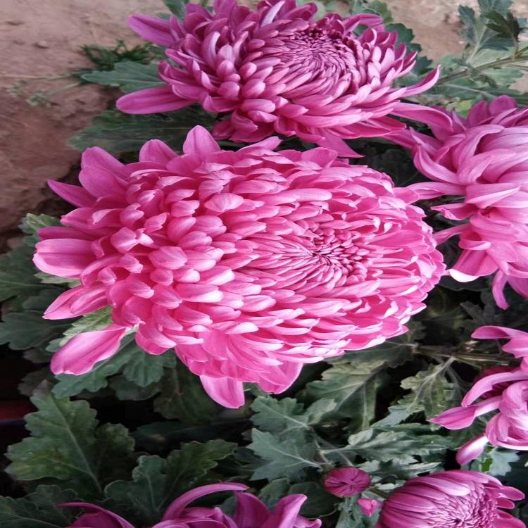 大菊花花苗 大菊花基地 山东花卉基地批售