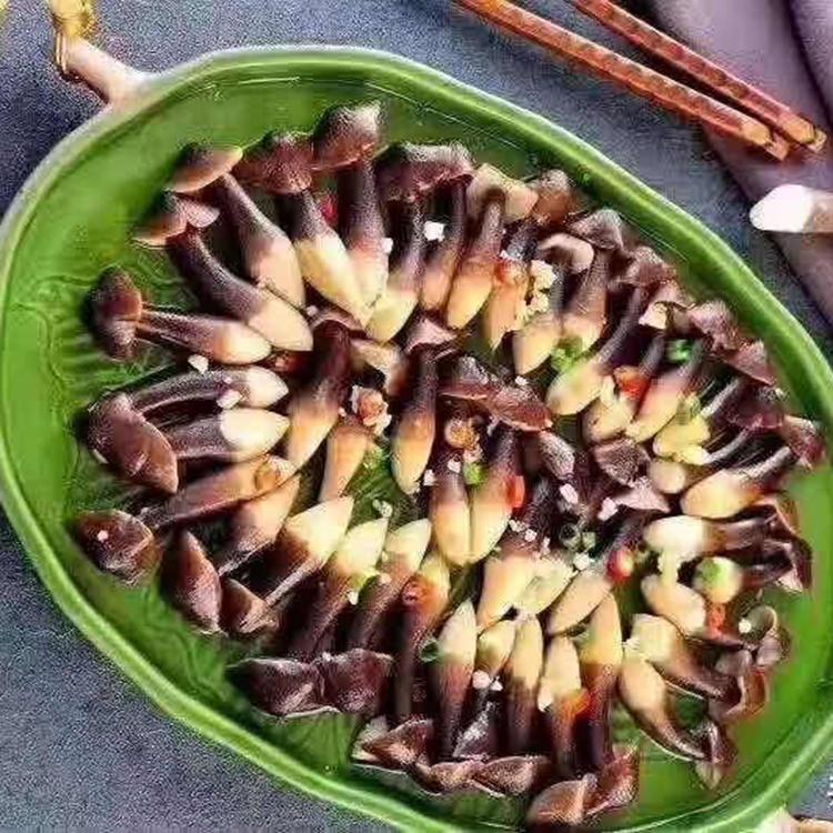 野生菌批发 黑皮鸡枞菌种植基地 白鸡枞菌产地