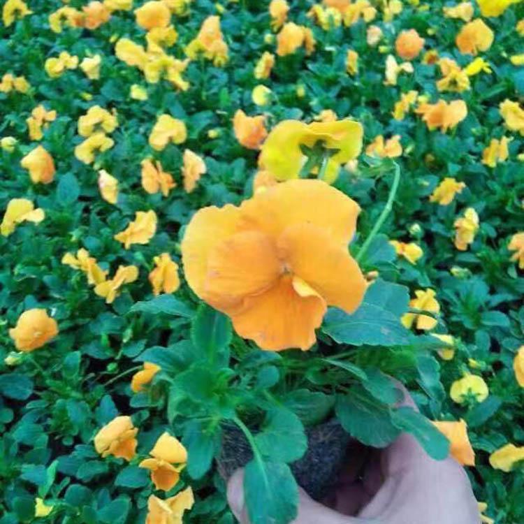 多花色三色堇换 租摆三色堇 三色堇盆栽批发商