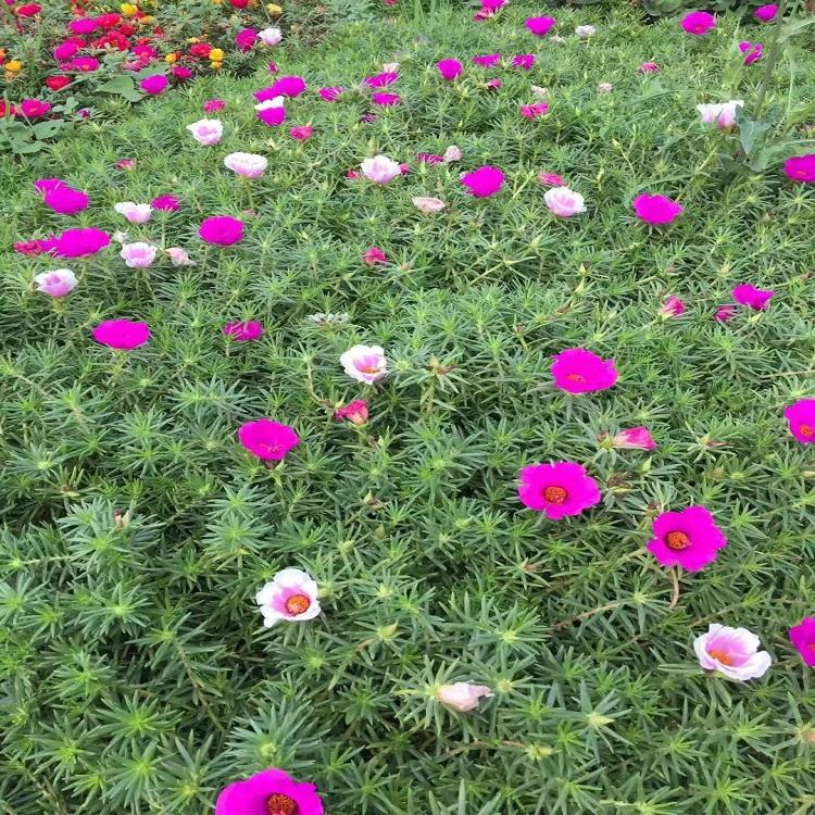 太阳花批发商 太阳花基地 大量供应太阳花苗