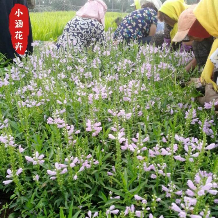 假龙头价格   优质假龙头供应商   工程绿化苗    小涵花卉