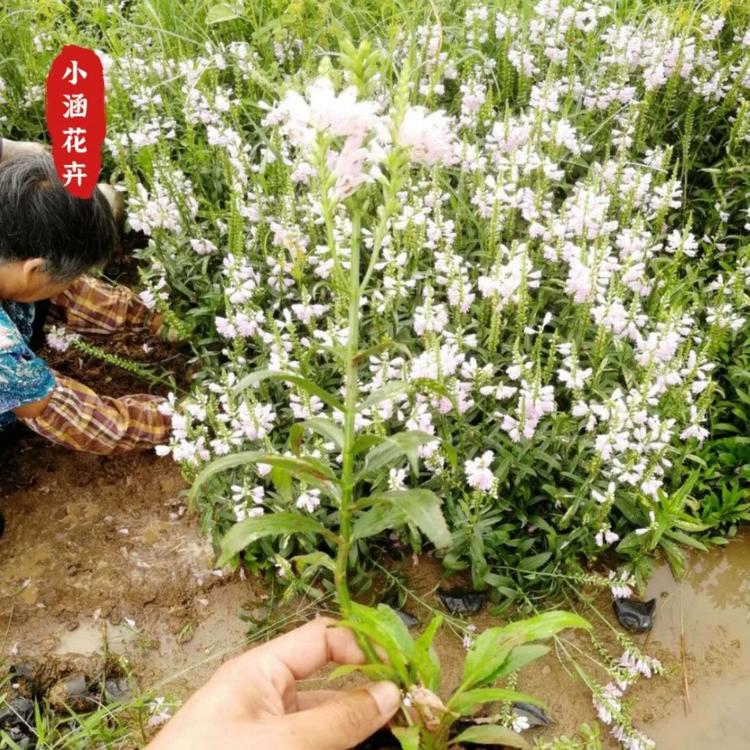 假龙头基地价格   优质假龙头供应商   工程绿化苗    小涵花卉
