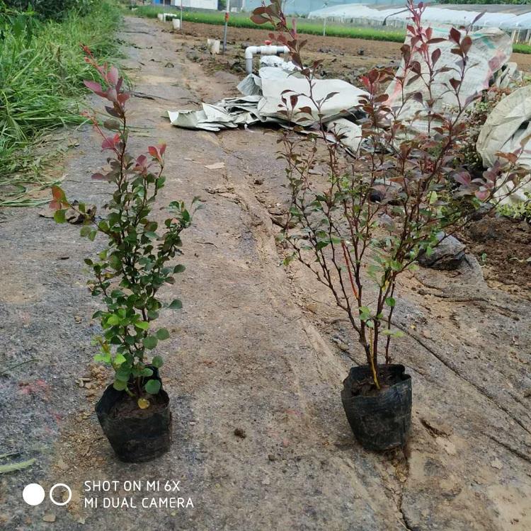 青州红叶小檗批发 红叶小檗基地种植 红叶小檗幼苗