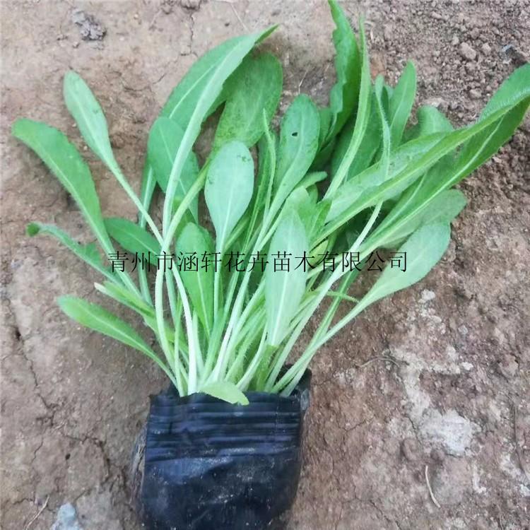 直销天人菊小苗       天人菊小苗