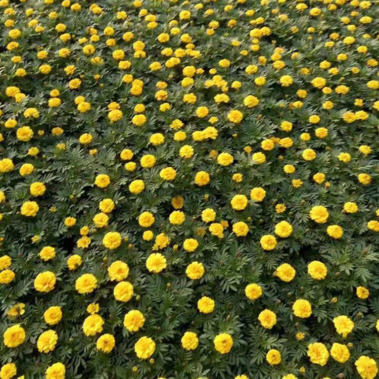 孔雀草小苗批发供应     孔雀草直销