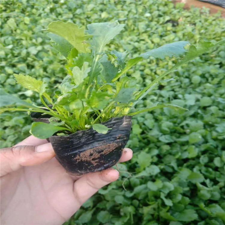 大滨菊小苗    大滨菊小苗批发商