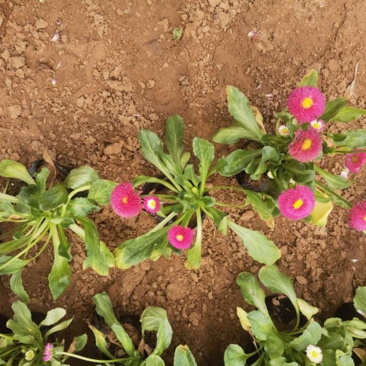 雏菊