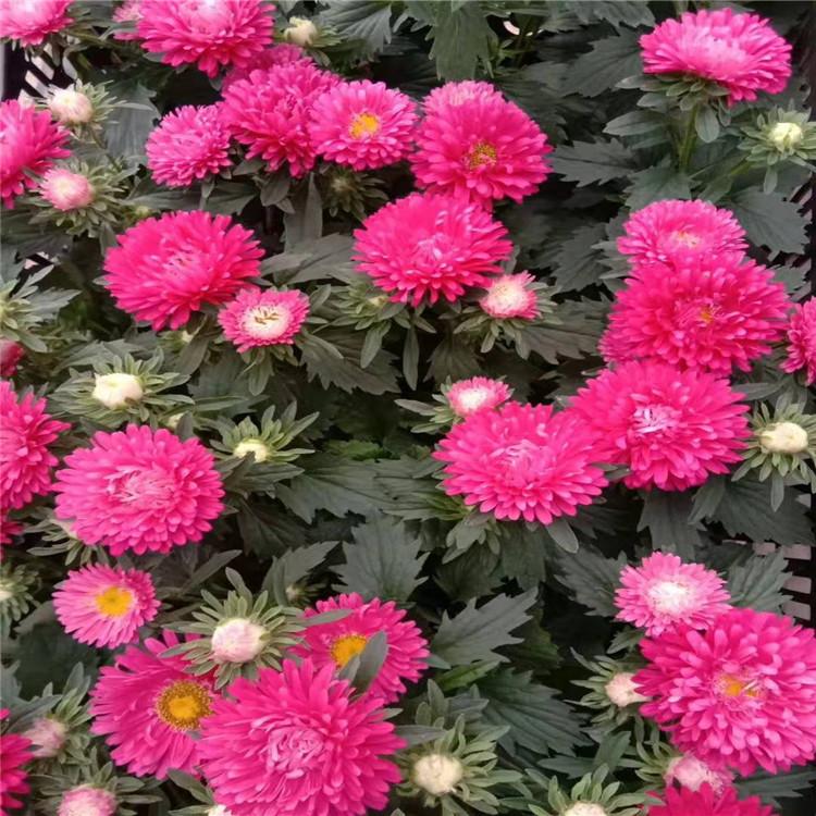 翠菊 山东翠菊报价 翠菊批发商 江瑞园艺翠菊精选厂家