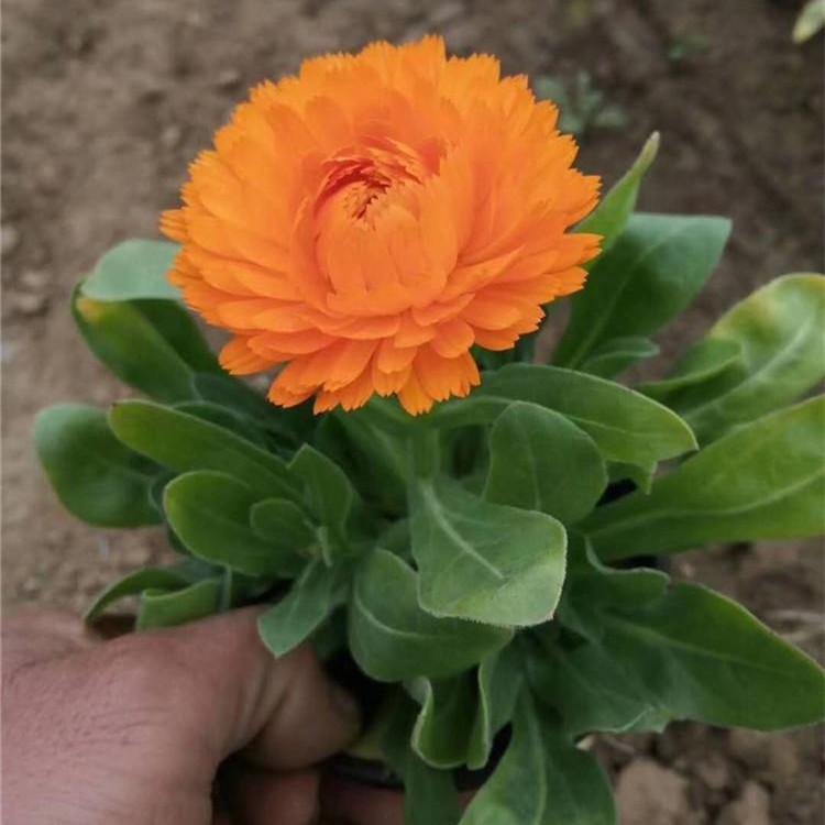 金盏菊