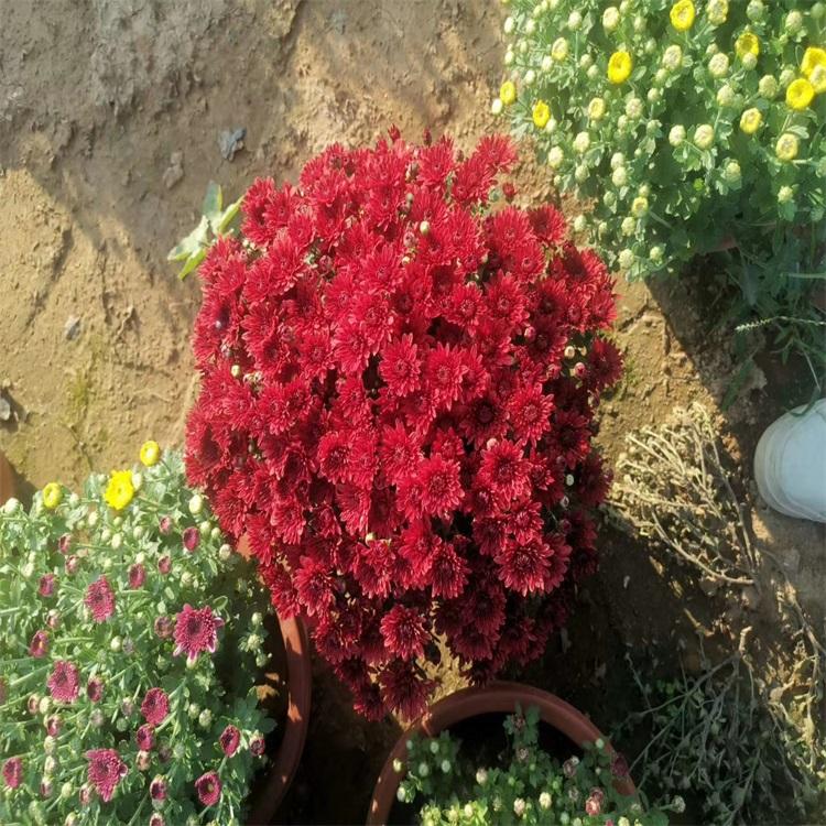 大量供应国庆菊   绿化工程苗  国庆节热销菊花  绿化组摆  小涵花卉