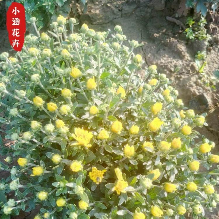 基地供应国庆菊   绿化工程苗  国庆节热销菊花  绿化组摆  小涵花卉