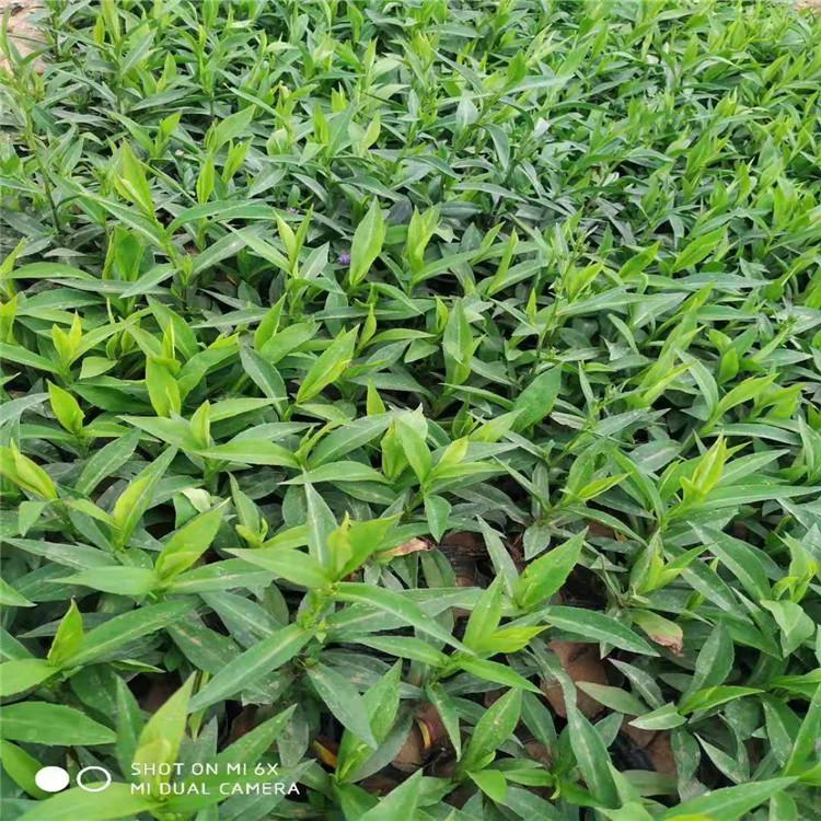 紫苑花基地 紫苑花批发价格 紫苑花生产厂家 江瑞园艺