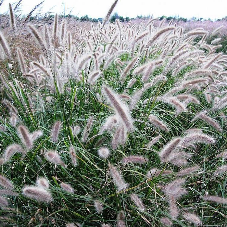 狼尾草行情 狼尾草大量供应 基地种植狼尾草 绿化用狼尾草供应