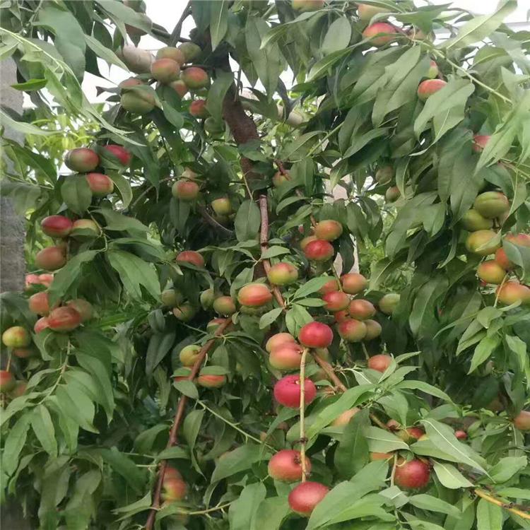 血桃树苗黄金蜜1号桃树苗丰产性强中油4号桃树苗