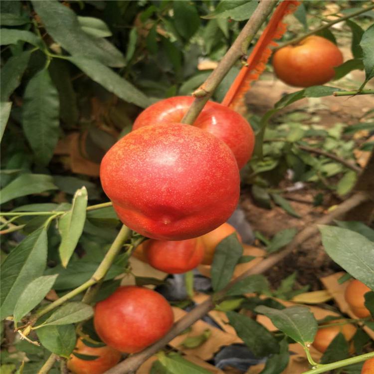 中蟠11桃树苗黑桃树苗种植规模大油蟠桃树苗