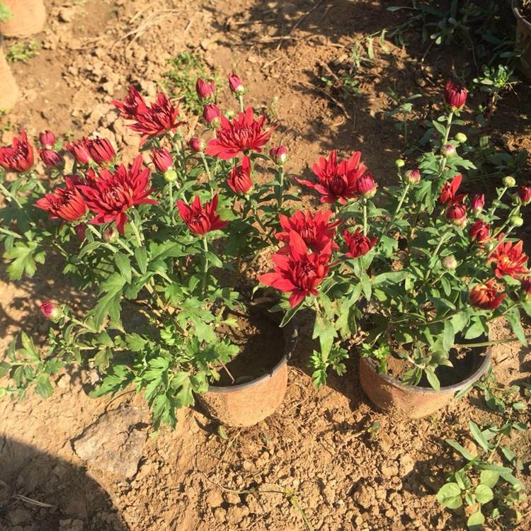 潍坊菊花  国庆菊  国花苗订购