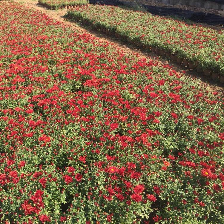潍坊菊花  国庆菊  国花苗批发