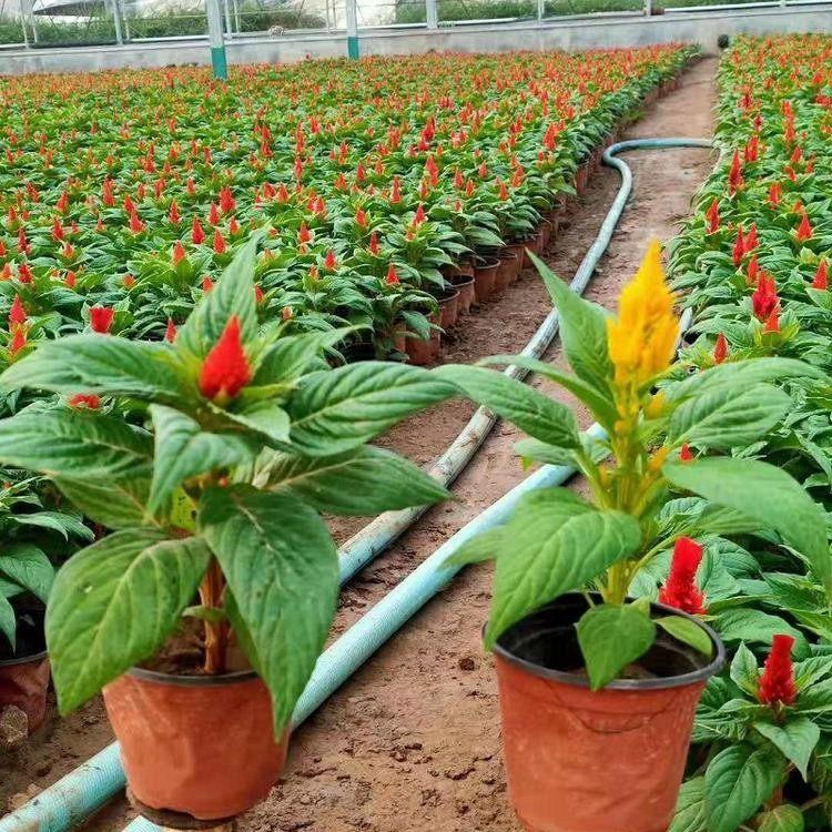 一支笔供货商 好苗售卖地 山东草花 一支笔小苗