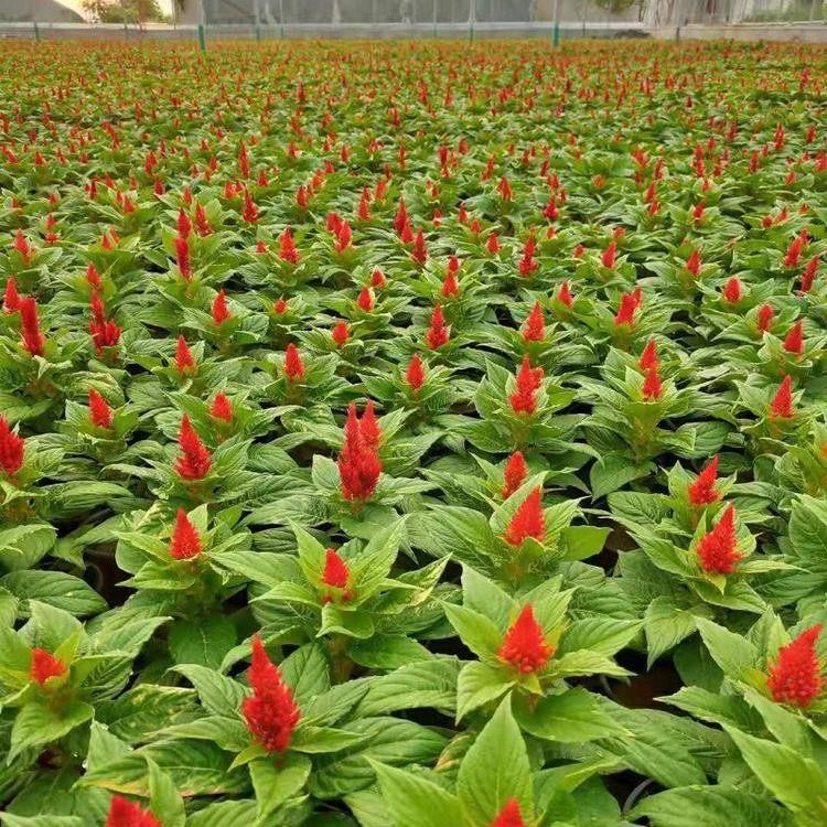 一支笔 一支笔行情 山东草花