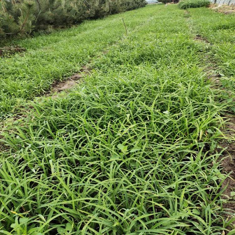 订购大花萱草  大花萱草基地  大花萱草批发商
