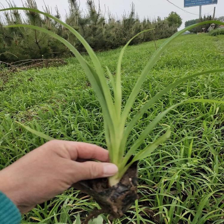 四季草花大花萱草  大花萱草基地  大花萱草批发商
