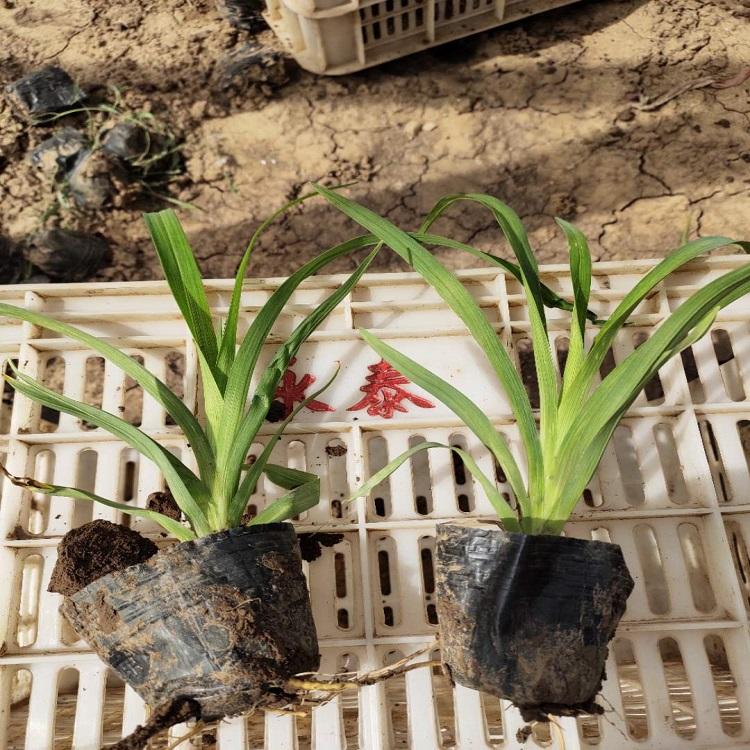 多年生宿根花卉大花萱草  大花萱草基地  大花萱草供应商
