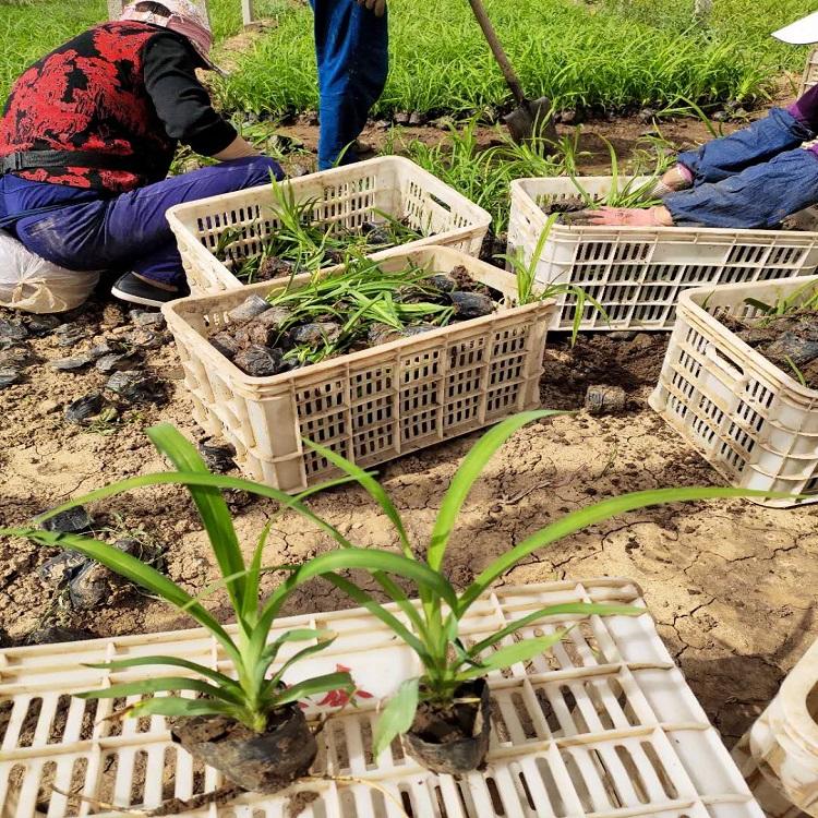 大量供应大花萱草  大花萱草报价  大花萱草小苗供应