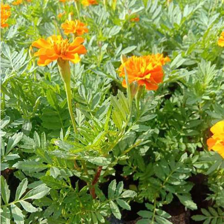 孔雀草花苗报价 孔雀草盆苗批发 河南孔雀草 优价直销孔雀草