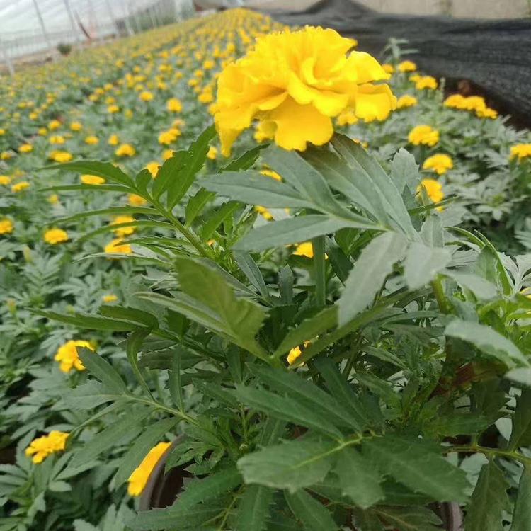 孔雀草基地 孔雀草供应商 陕西租摆孔雀草价格 孔雀草大量供应