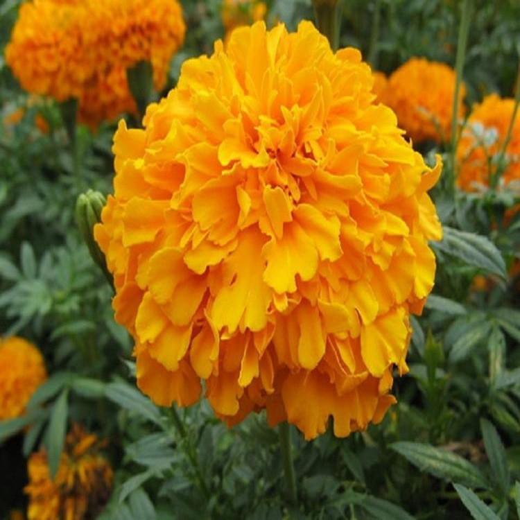 孔雀草花海苗 青州草花 孔雀草价格