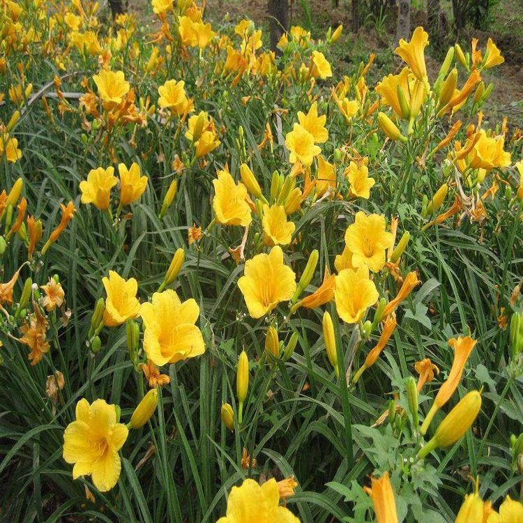 大花萱草杯苗 青州宿根花卉 大花萱草报价