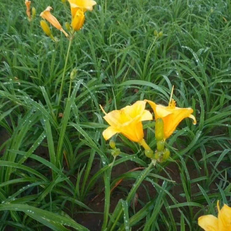 大花萱草种植基地 欢迎选购 大花萱草 山东宿根花卉
