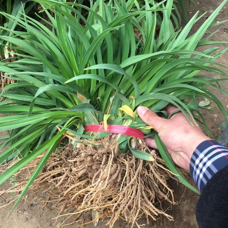 苗圃基地批发 大花萱草杯苗 大花萱草供应商