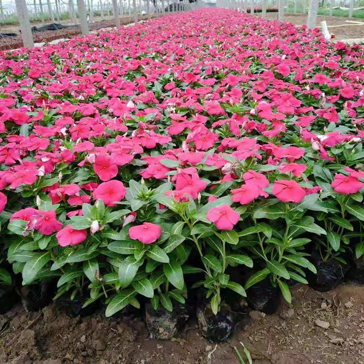 长春花花苗 优良天天开批发 观赏长春花基地