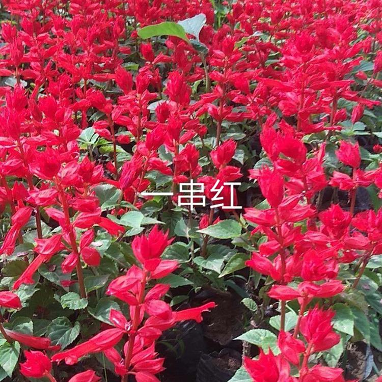 草花一串红 一串红种植基地 一串红价格