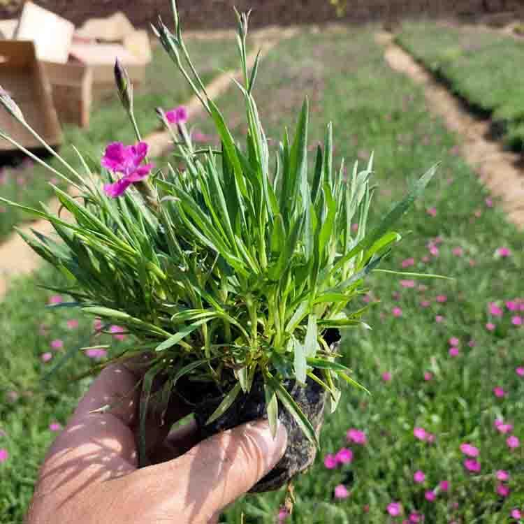 楼盘绿化欧石竹 欧石竹批发  欧石竹种植基地