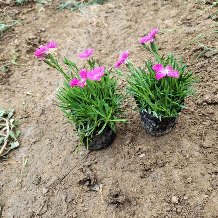 常年开花欧石竹 欧石竹批发  欧石竹种植培育基地