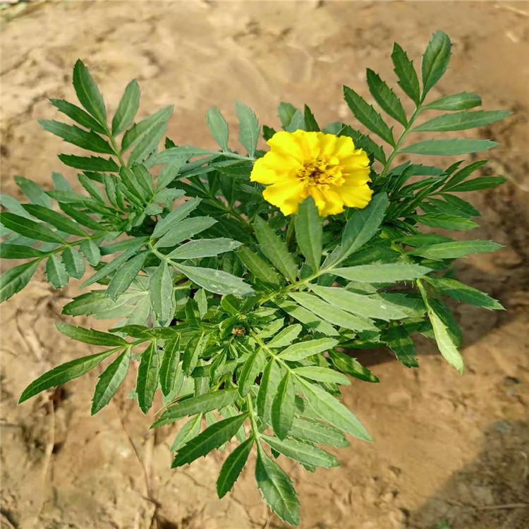 路边绿化用孔雀草  孔雀草小苗种植基地  孔雀草批发报价